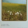 Mišić, Lakušić: Livadske biljke