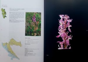 Kranjčev: Hrvatske orhideje (1)