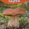 Mali enciklopedijski vodič gljiva